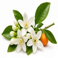 Orange Blossom — fragrance ingredient